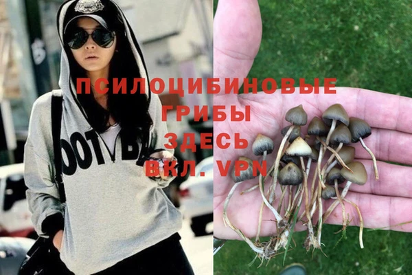 стаф Алзамай